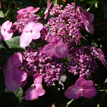 Hydrangea macrophylla 'Twist-n-Shout®' (024726)