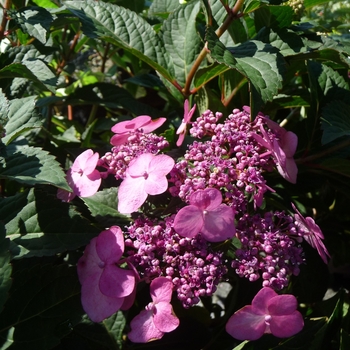 Hydrangea macrophylla 'Twist-n-Shout®' (024727)