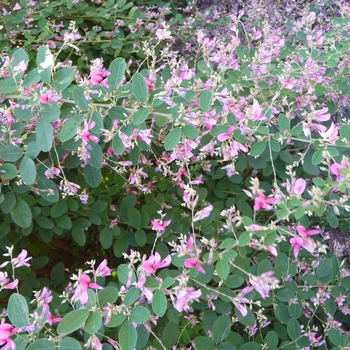 Lespedeza liukiuensis 'Little Volcano' (024734)