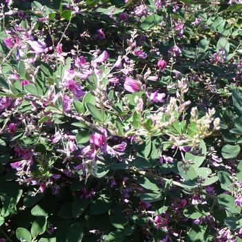 Lespedeza liukiuensis 'Little Volcano' (024735)