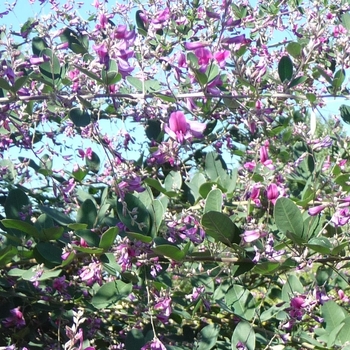 Lespedeza liukiuensis 'Little Volcano' (024736)