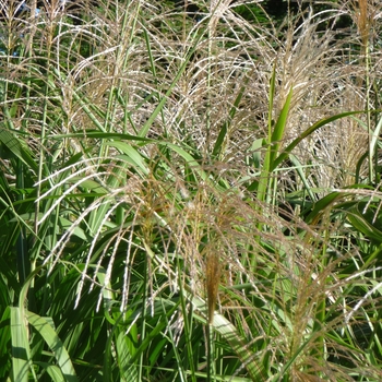 Miscanthus floridulus 'Giganteus' (024741)