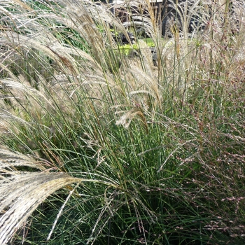 Miscanthus sinensis 'Gracillimus' (024743)