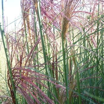 Miscanthus sinensis 'Gracillimus' (024744)