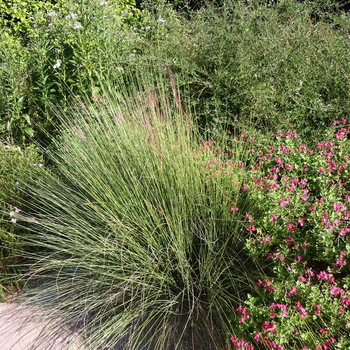 Muhlenbergia capillaris '' (024747)