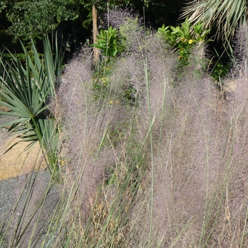 Muhlenbergia 'Pink Flamengo' (024749)