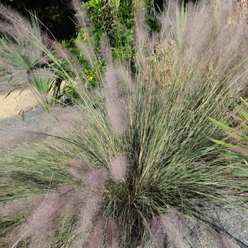 Muhlenbergia 'Pink Flamengo' (024751)