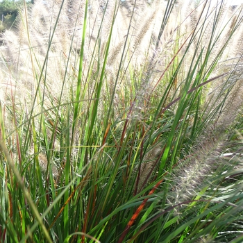 Pennisetum alopecuroides 'Cassian' (024777)