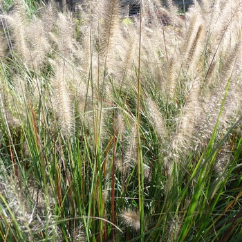 Pennisetum alopecuroides 'Cassian' (024778)