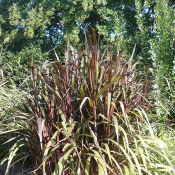 Pennisetum purpureum 'Prince' (024779)