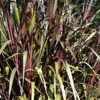 Pennisetum purpureum 'Prince' (024781)