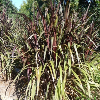 Pennisetum purpureum 'Prince' (024782)