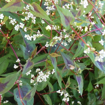 Persicaria microcephala 'Red Dragon' (024783)