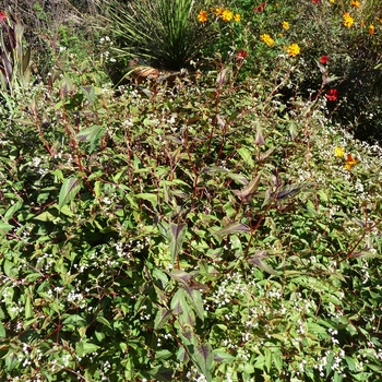 Persicaria microcephala 'Red Dragon' (024784)