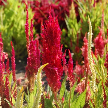 Celosia argentea 'Castle Scarlet' (024794)