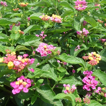 Lantana camara Landmark™ 'Sunrise Rose Improved' (024856)