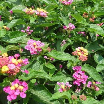 Lantana camara Landmark™ 'Sunrise Rose Improved' (024857)