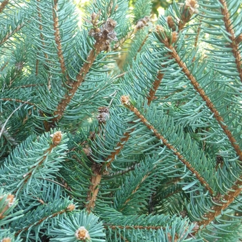 Picea likiangensis var. montigena '' (024860)