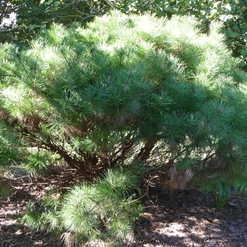 Pinus densiflora 'Umbraculifera (Tanyosho)'
