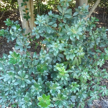 Pittosporum tobira 'Wheeler's Dwarf' (024867)