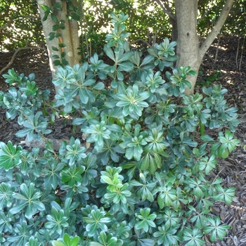 Pittosporum tobira 'Wheeler's Dwarf' (024869)