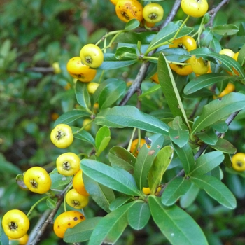 Pyracantha x 'Gold Rush' (024872)