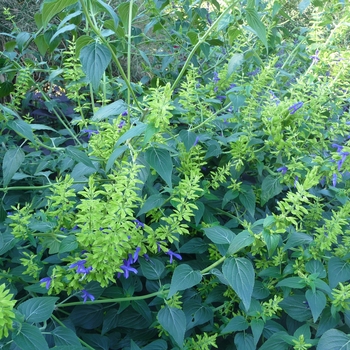 Salvia mexicana 'Limelight' (024899)