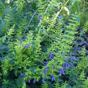 Salvia mexicana 'Limelight' (024901)