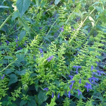 Salvia mexicana 'Limelight' (024902)