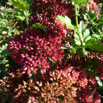 Sedum spectabile 'Carl' (024903)