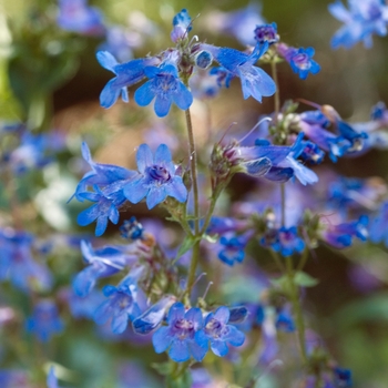 Penstemon procerus '' (024972)