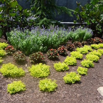 Alternanthera 'True Yellow' (025000)