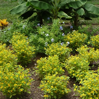 Alternanthera 'True Yellow' (025001)