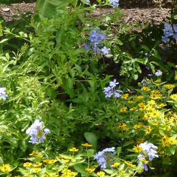 Alternanthera 'True Yellow' (025003)