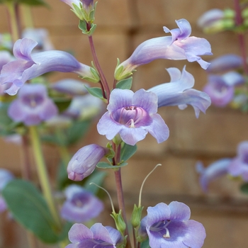 Penstemon grandiflorus '' (025038)