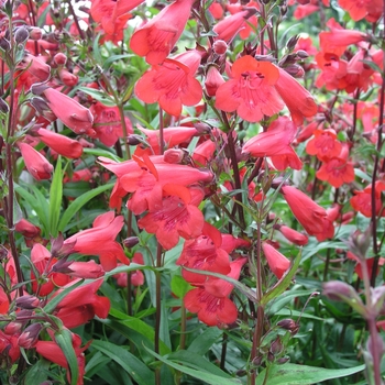 Penstemon 'Firebird' (025042)