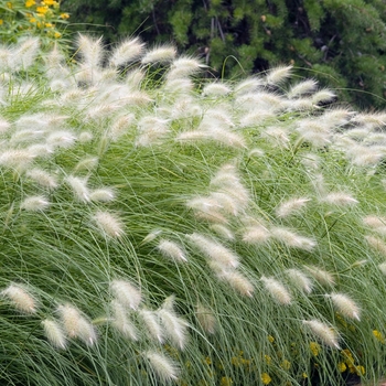 Pennisetum villosum '' (025129)