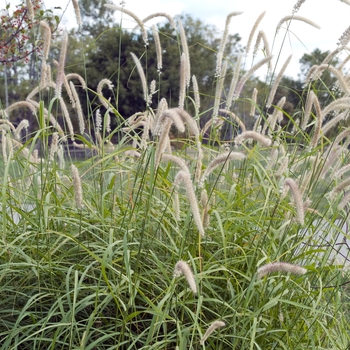 Pennisetum orientale 'Tall Tails' (025130)