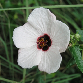 Pavonia hastata '' (025155)