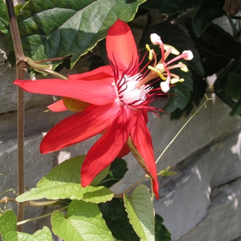 Passiflora vitifolia '' (025161)