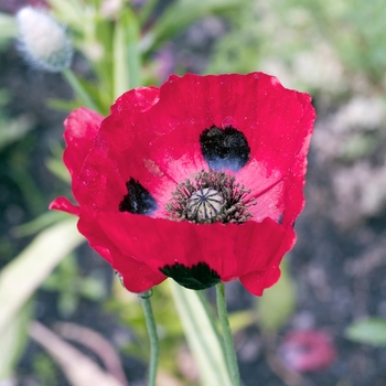 Papaver commutautm 'Ladybird' (025185)