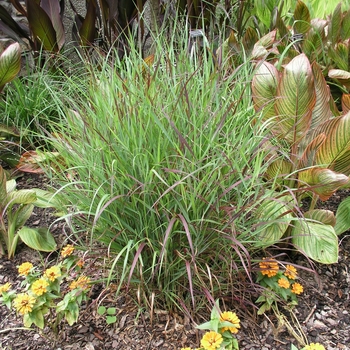 Panicum virgatum 'Shenandoah' (025200)