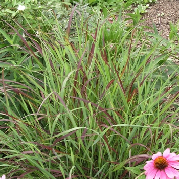 Panicum virgatum 'Shenandoah' (025201)