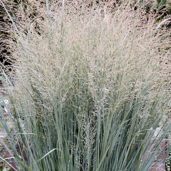 Panicum virgatum 'Heavy Metal' (025204)