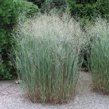 Panicum virgatum 'Heavy Metal' (025205)