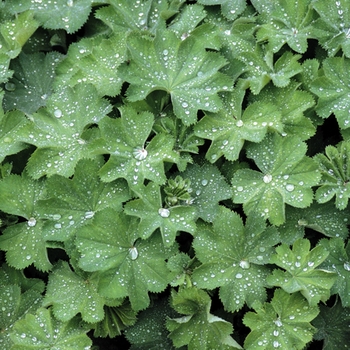 Alchemilla mollis 'Robustica' (025369)