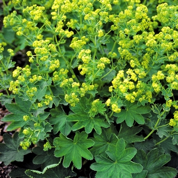 Alchemilla sericata 'Gold Strike' (025395)