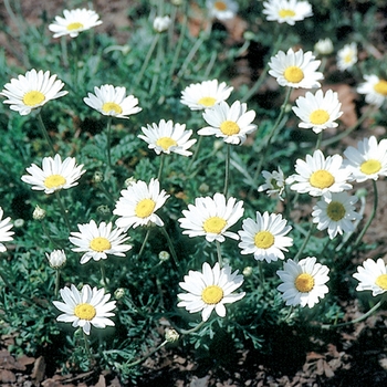 Anthemis carpatica 'Karpatenschnee' (025402)