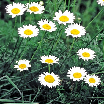 Anthemis tinctoria 'Alba' (025403)