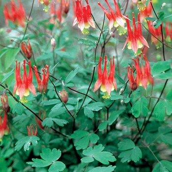 Aquilegia canadensis 'Little Lanterns' (025406)